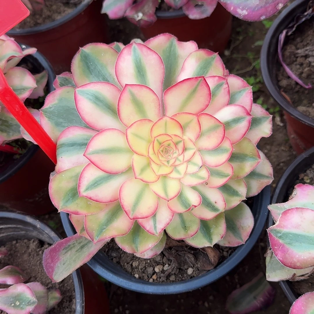 4151爱丽丝多肉法师