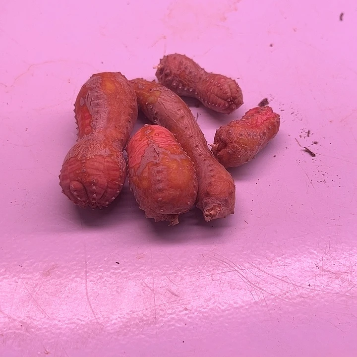 迷你布纹球多肉植物