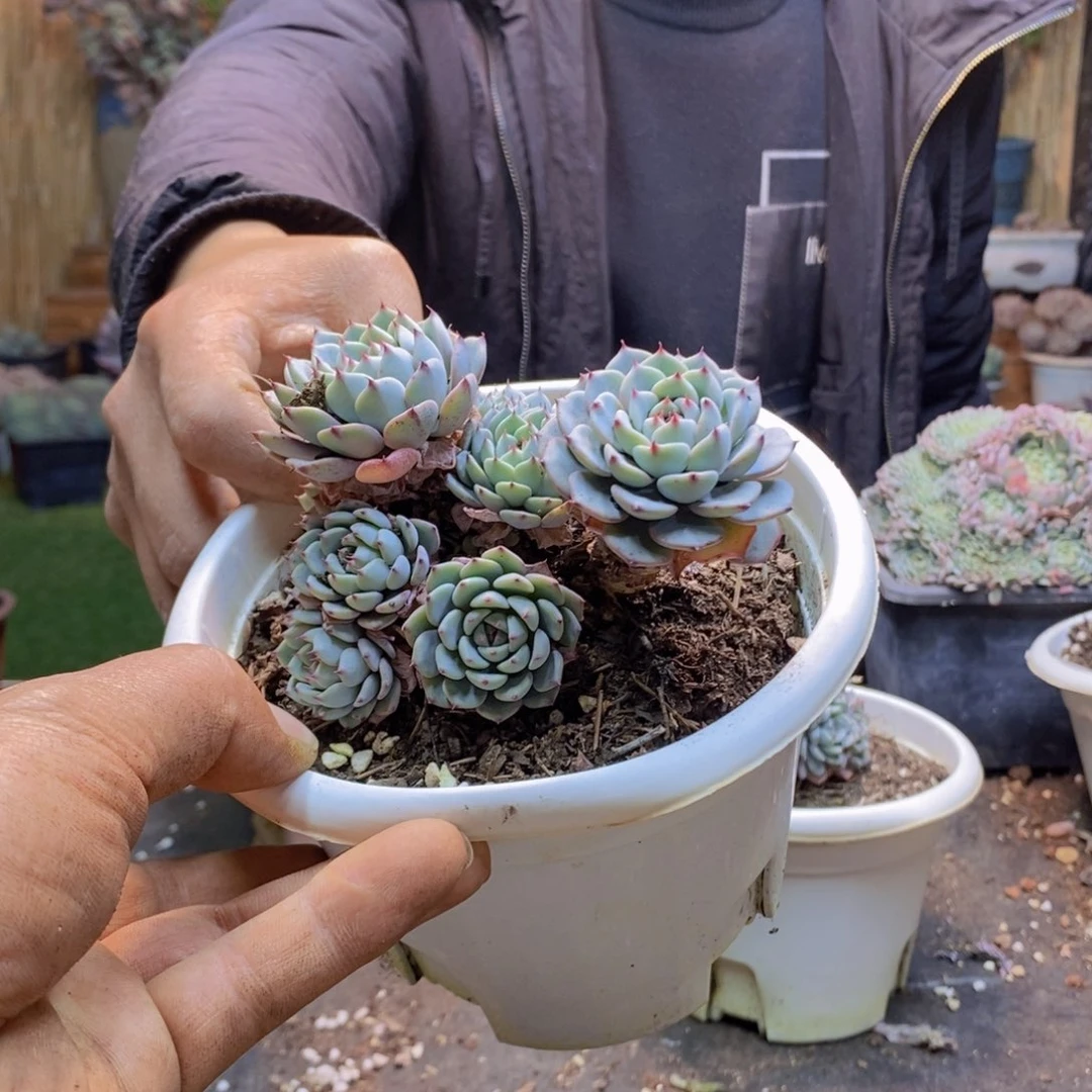 小***怪H340号蓝姬莲多肉