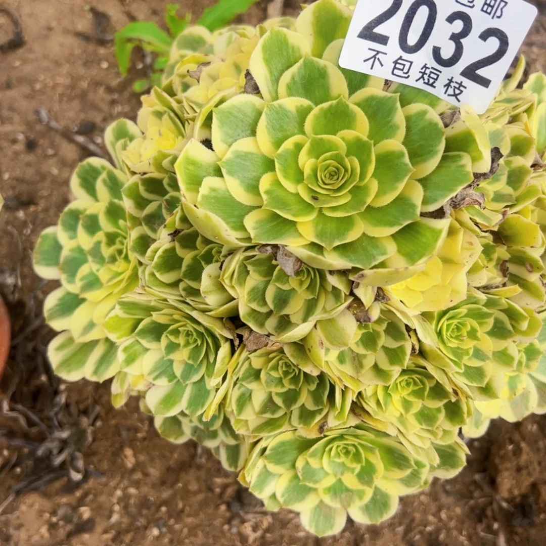 迈巴赫多肉植物2032