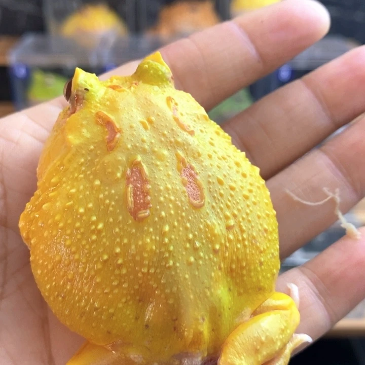 角蛙930号国庆福利皮卡丘6厘米