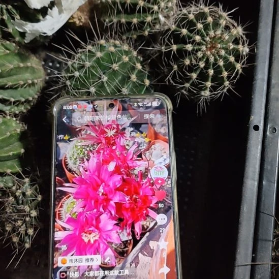 仙人球彩草天狼星侧芽