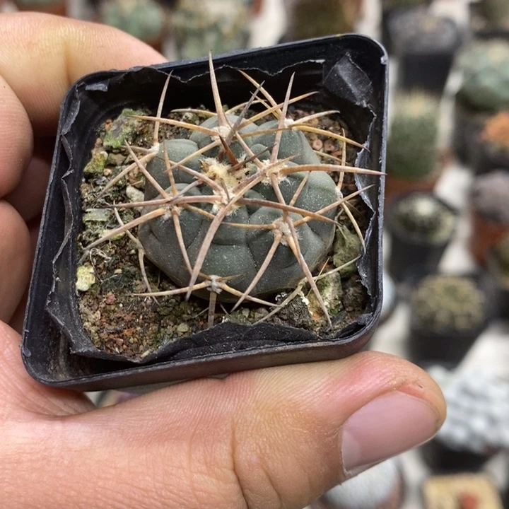 实生光临玉特价福利