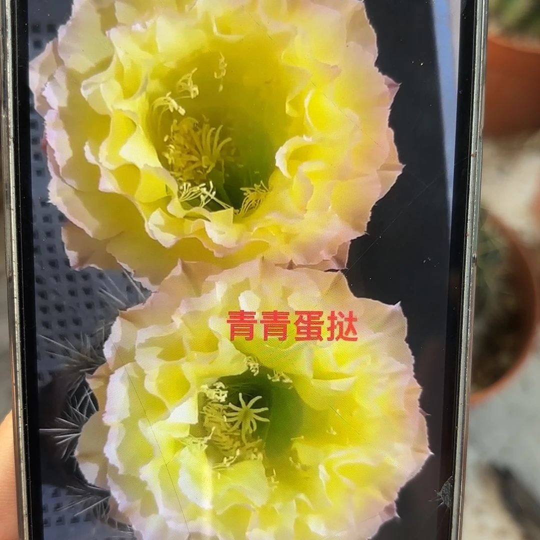 彩草蛋挞7公分左右