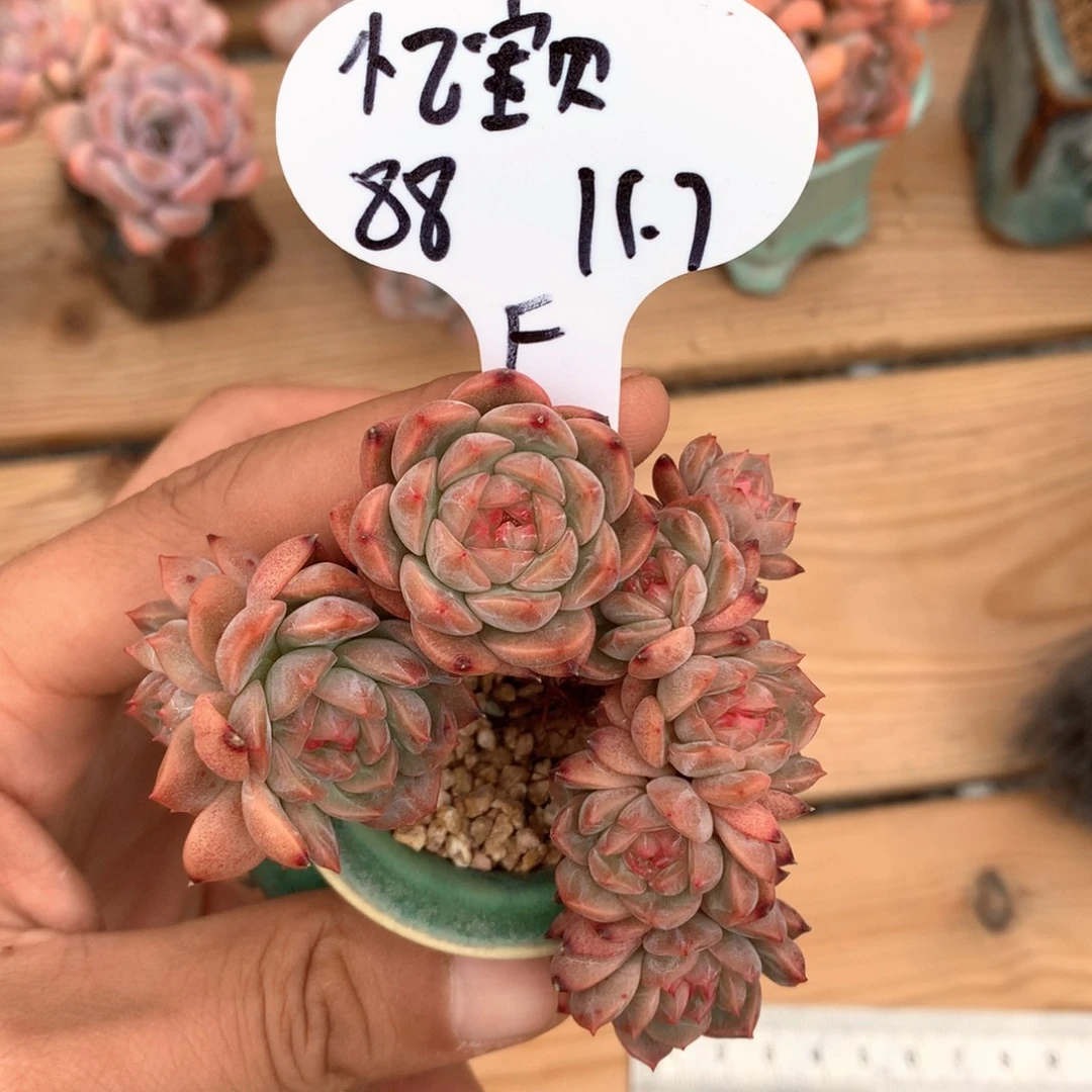 忆***)糖心8头朵朵缀整装自然群