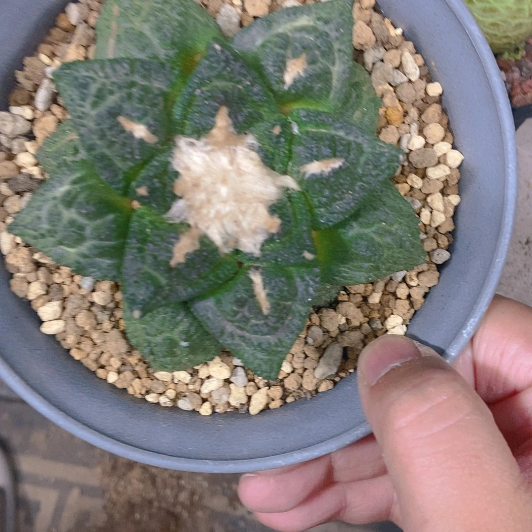 实生根龟甲牡丹哥斯拉