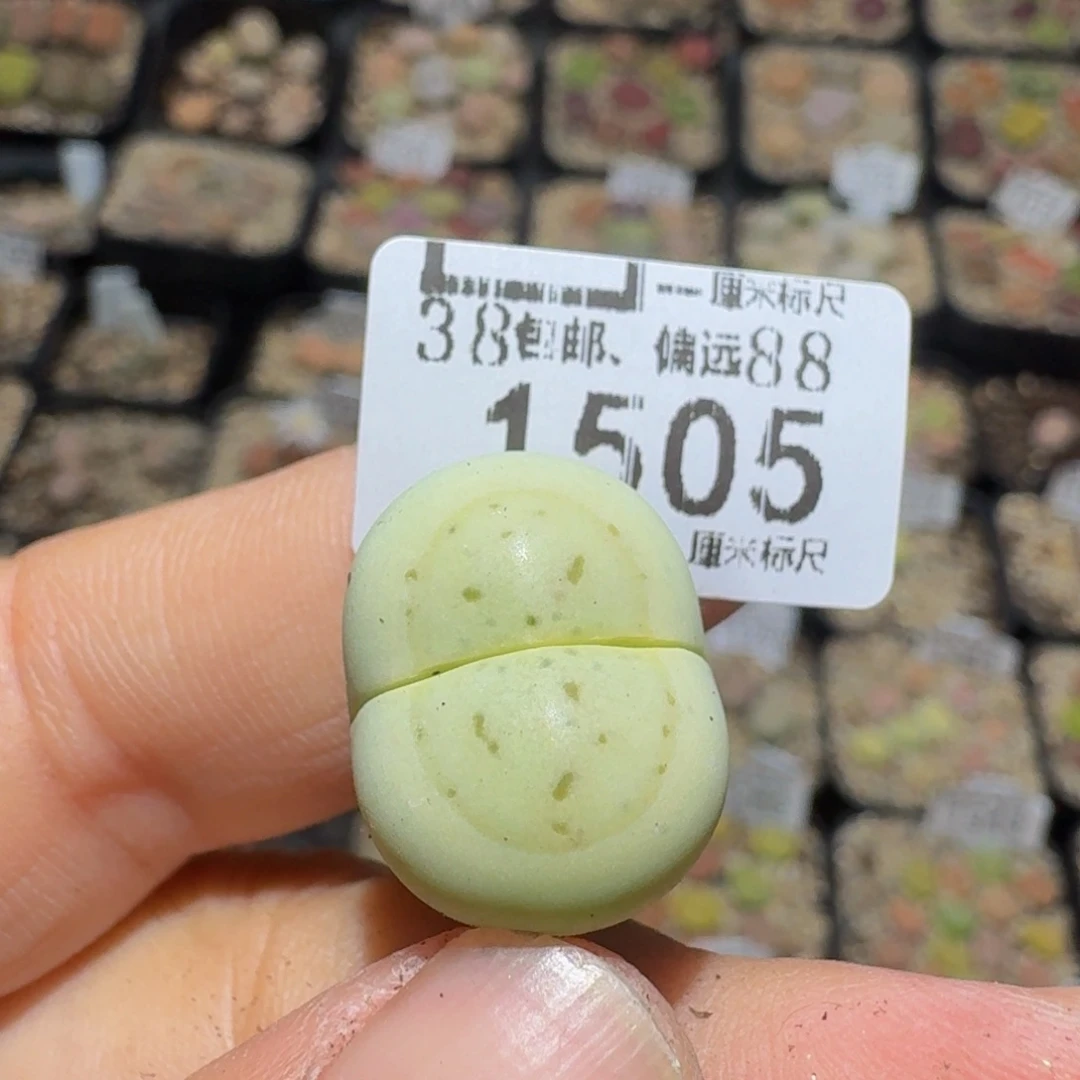 a***azzzz生石花钱肉锥1505