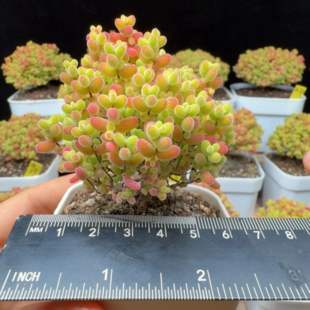 a50号蜜橘冠服6厘米