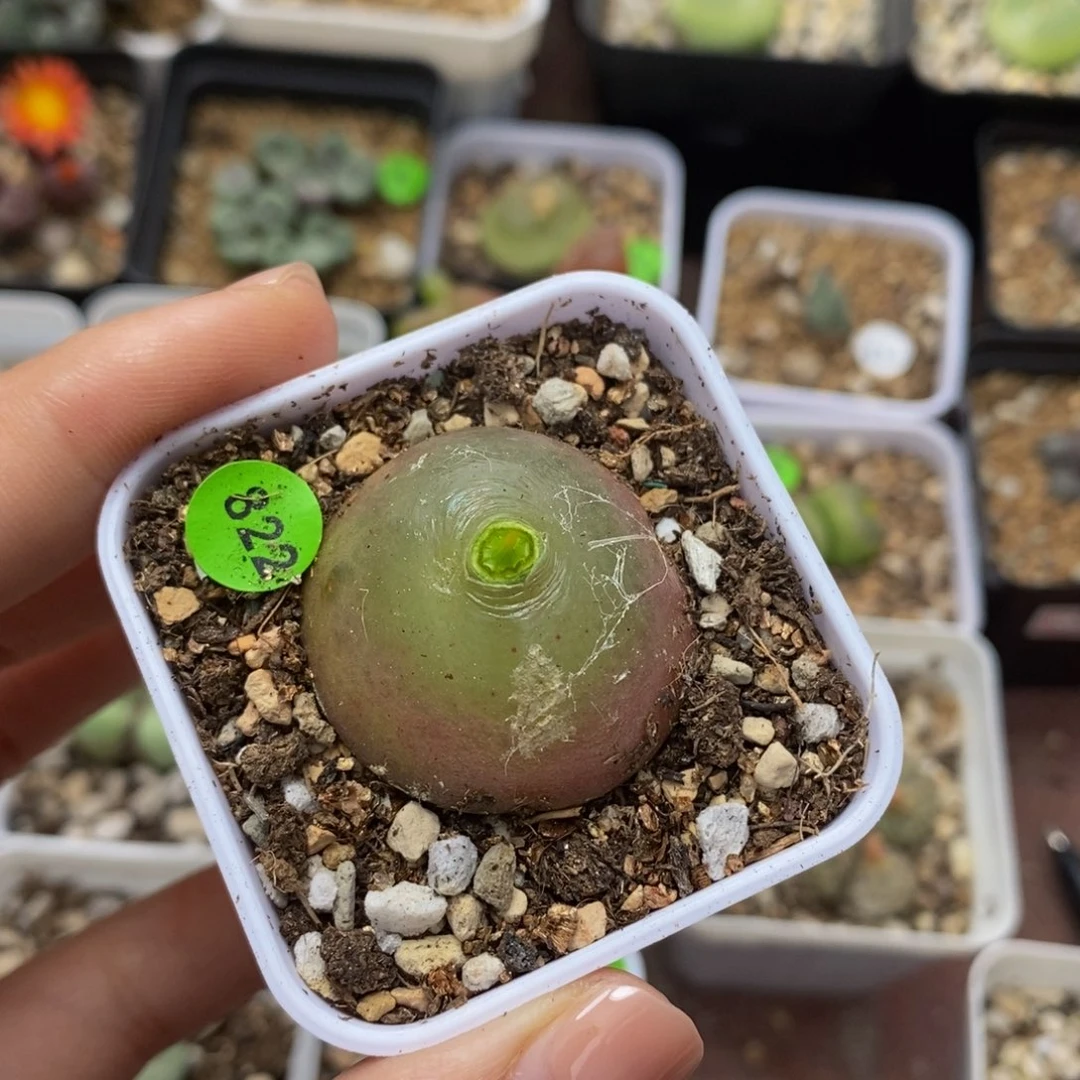 灯泡2.9-3.1cm带盆多肉822