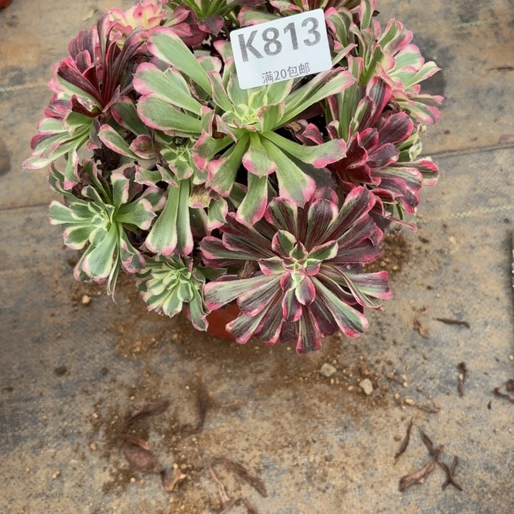 瑞妈多肉园艺813-