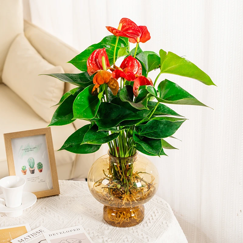 水培黄灯笼红掌室内绿植花卉盆栽易活好养办公室客厅植物