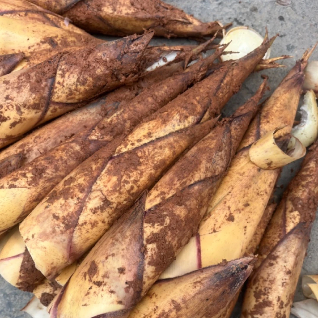 德庆高良富笋（可五花肉伴炒可炆鸭）（真空发笋肉