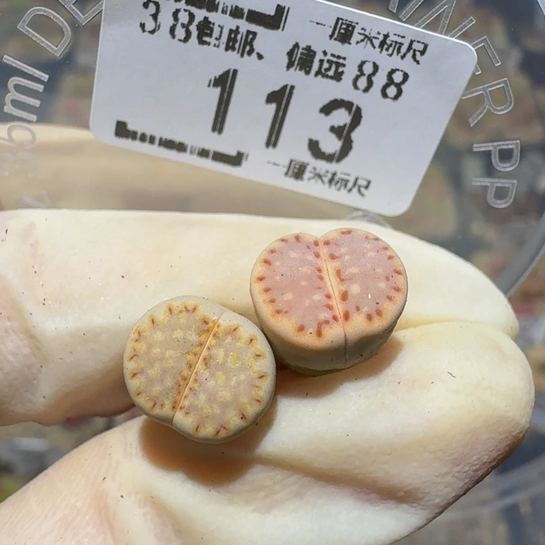 小****Ssss精品生石花113