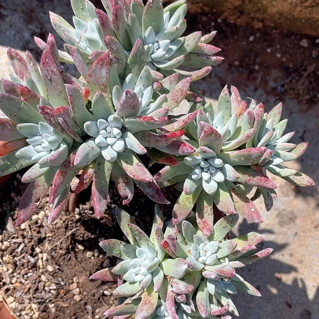 【闪购商品】大群白姆