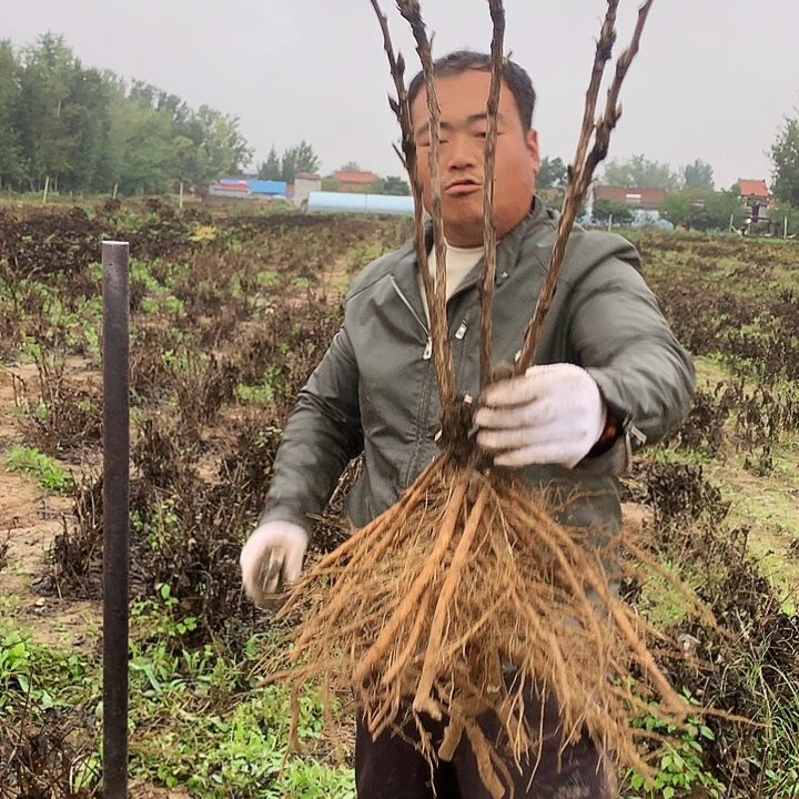 当前无花朵，栽培后可花朵蓝冠43