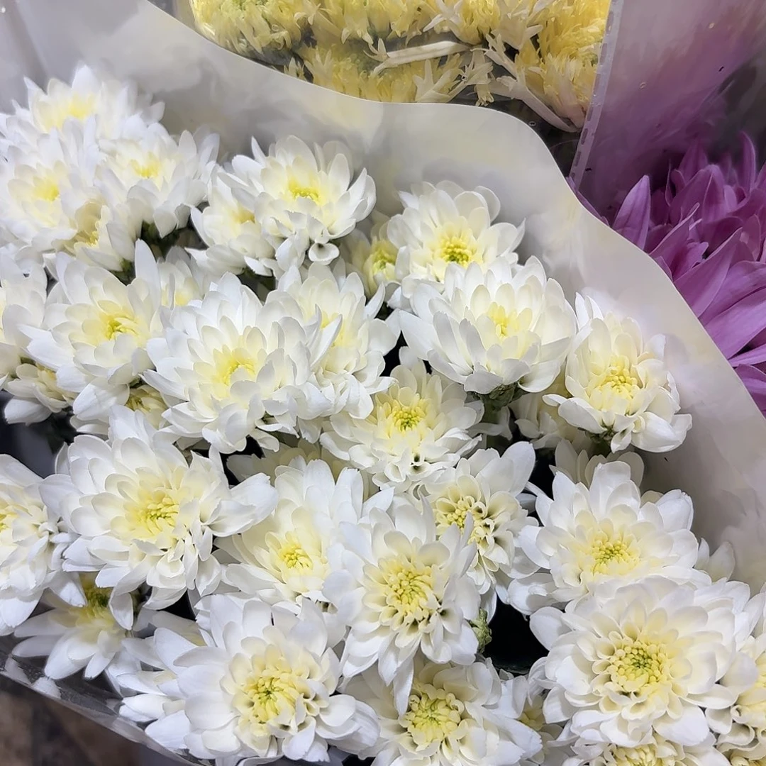 基地 白雪公主小菊10支