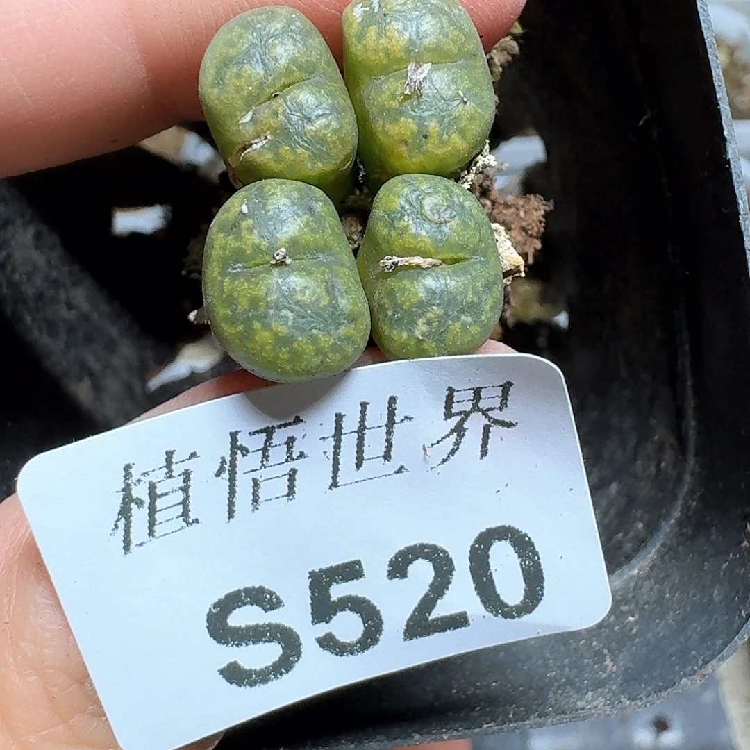 520号多肉植物哇c g