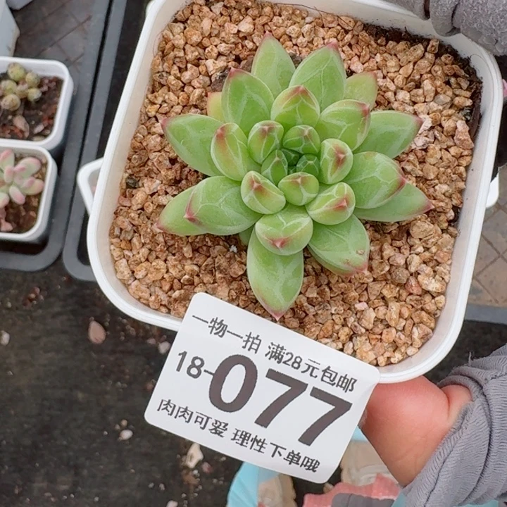 胖体青花瓷无盆土发货多肉多