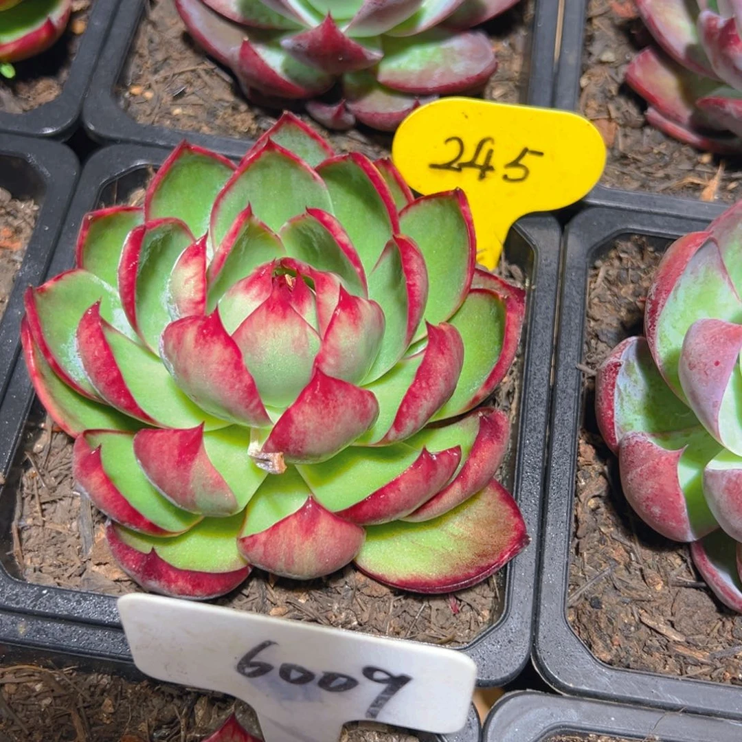 藏****龙惊鸿仙子一物一拍245号