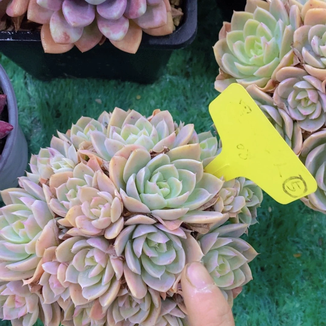 清货场，精品场一物一拍