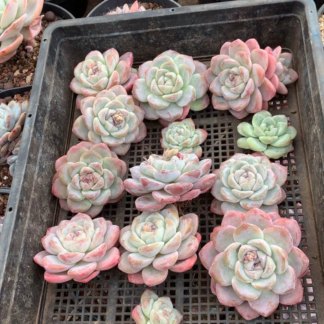 冰玉13颗哈哈哈哈哈哈哈哈哈哈哈