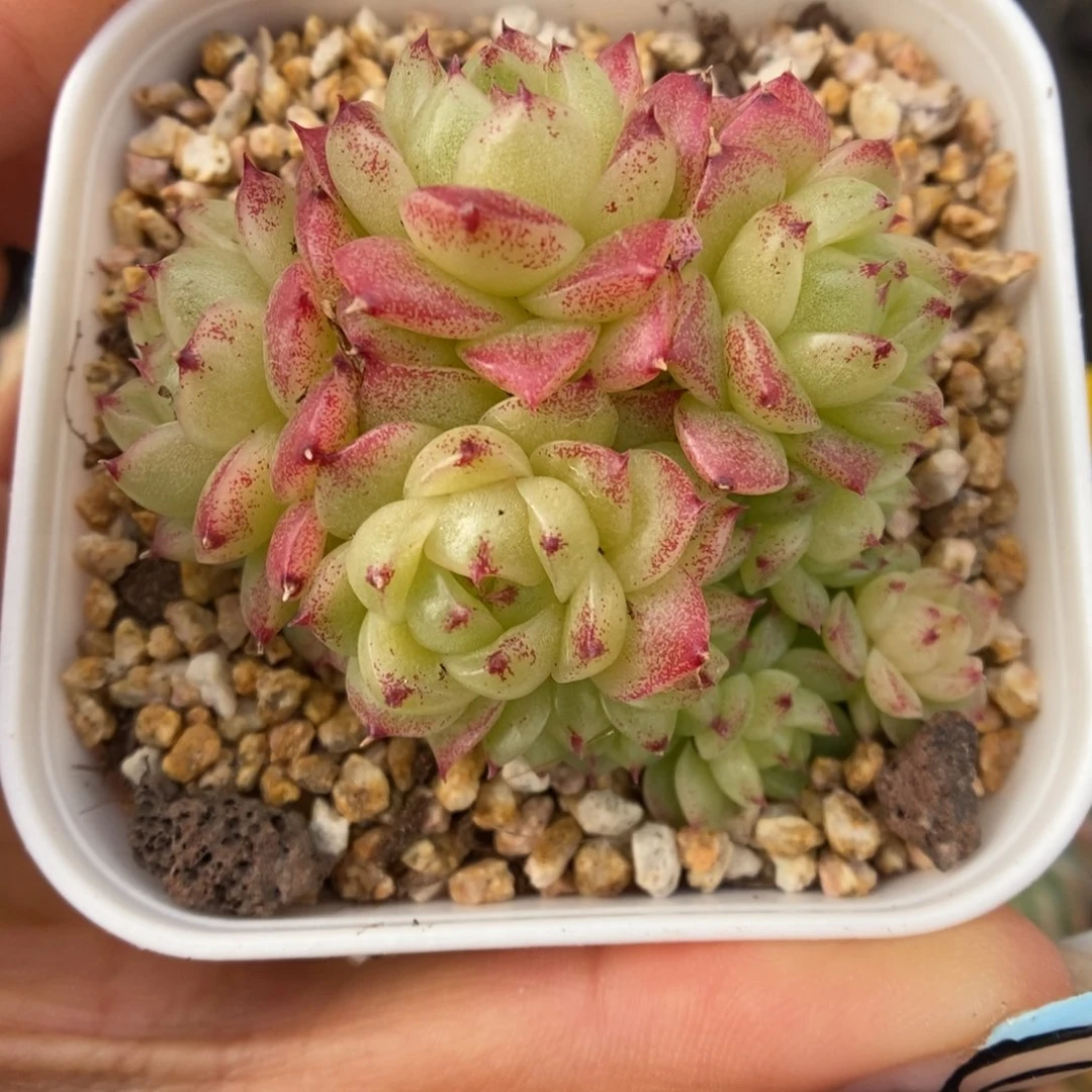 菠萝蜜麦秆群生312号。