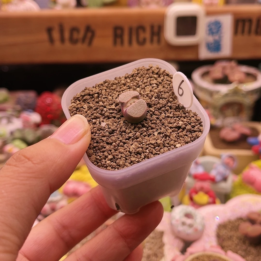 白窗紫红体banke磁铁可带盆土发货