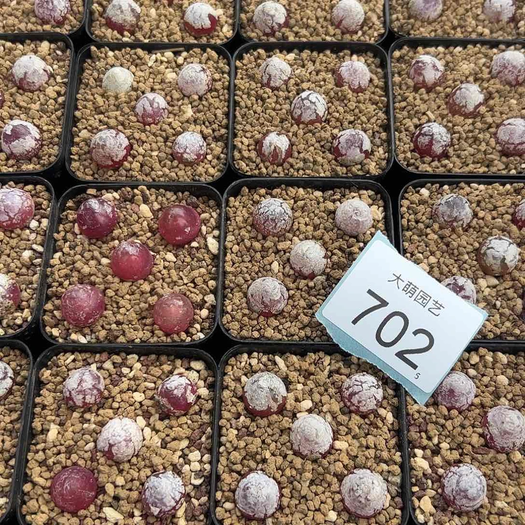 0000702量拍小灯泡5颗尺寸1.0上下脱土发