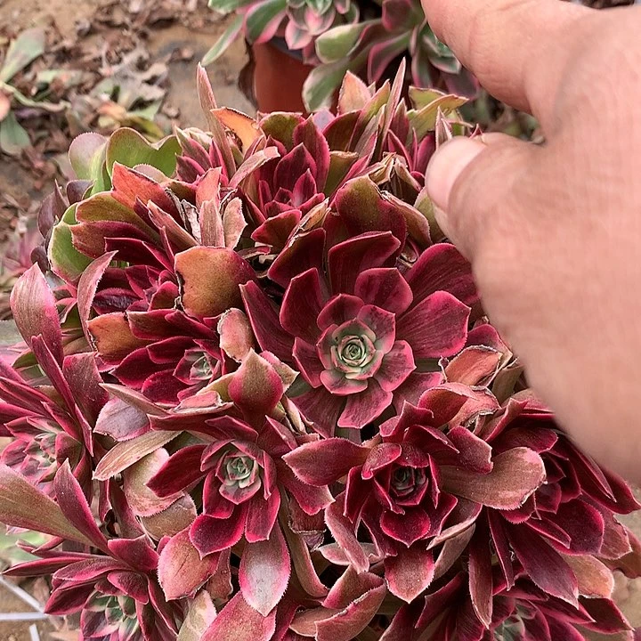 多肉植物幻纱41号