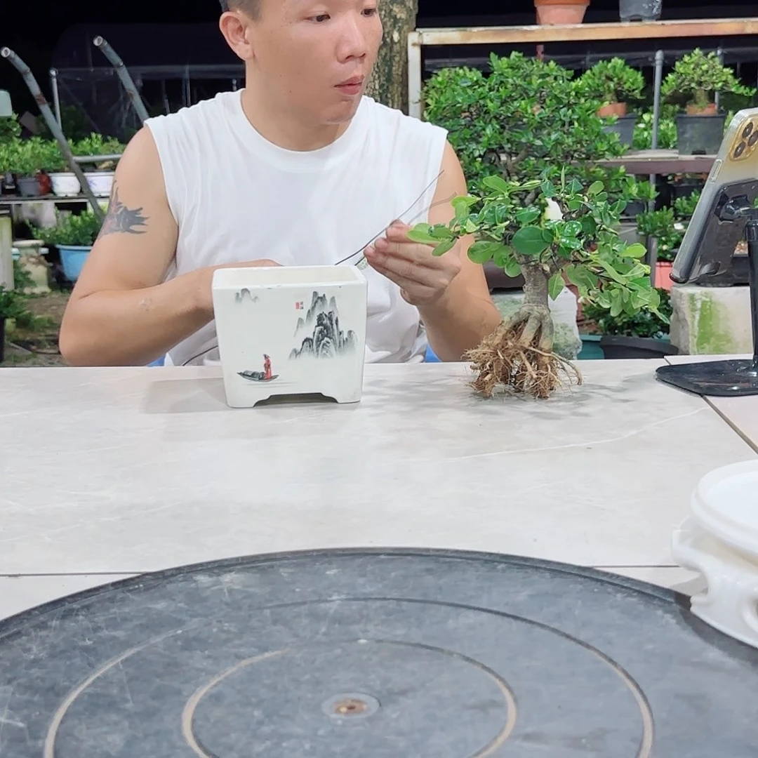 当前无花朵，栽培后可花朵岁**偷