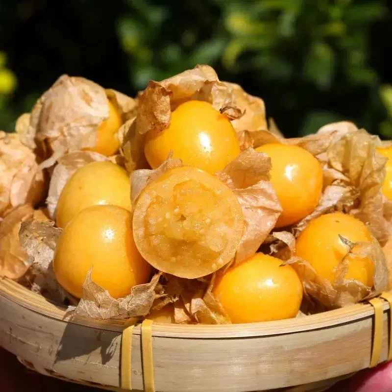 【爱心助农】姑娘果新鲜当季水果黄菇娘灯笼果脆爽甘甜