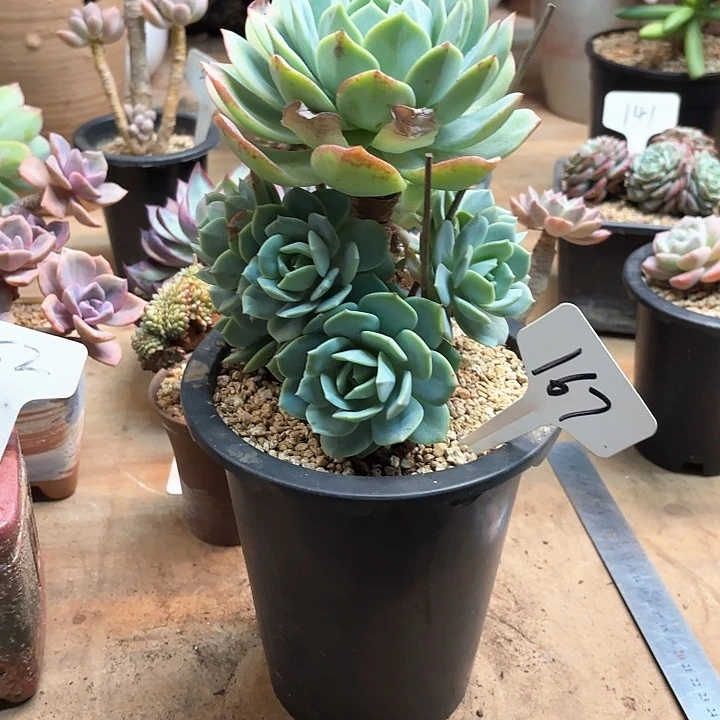 多肉植物，恋曲167号