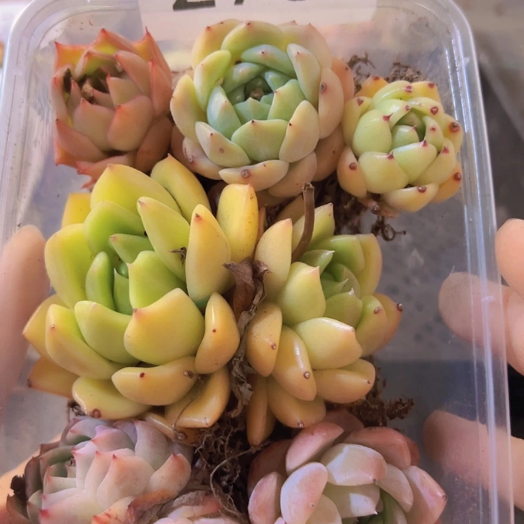 273拼盘，多肉植物