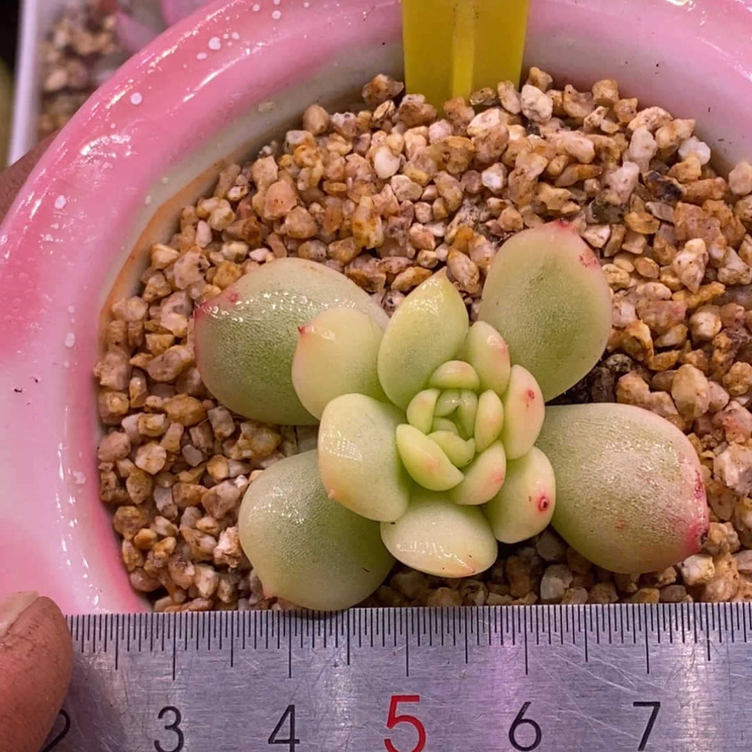 7106糖心富轮锦……