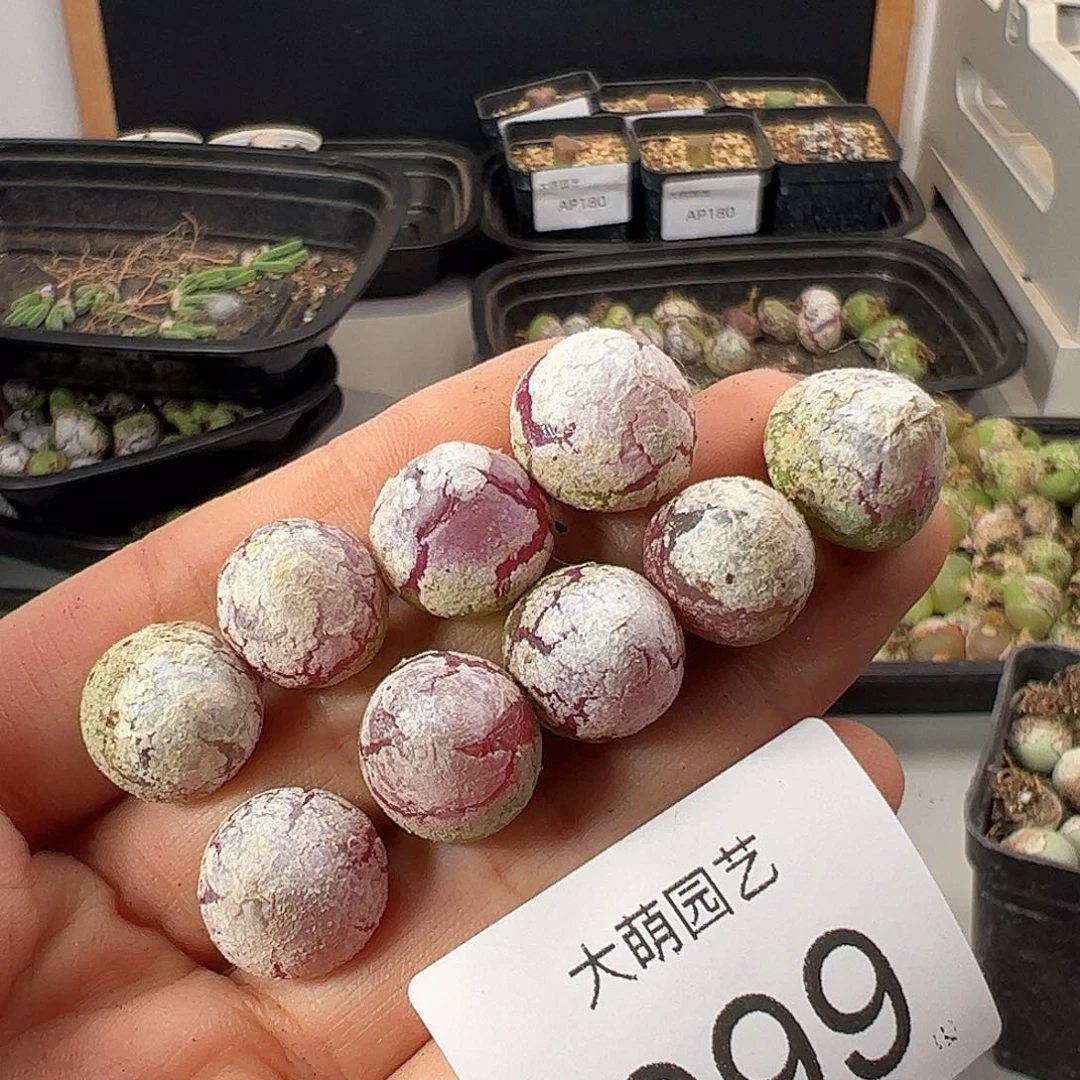 一物一拍             999