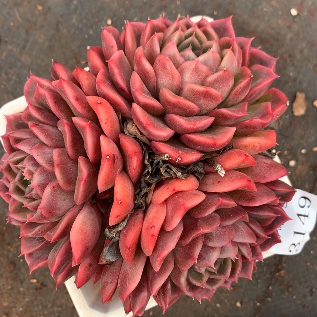 3149杂交精品基地13厘米