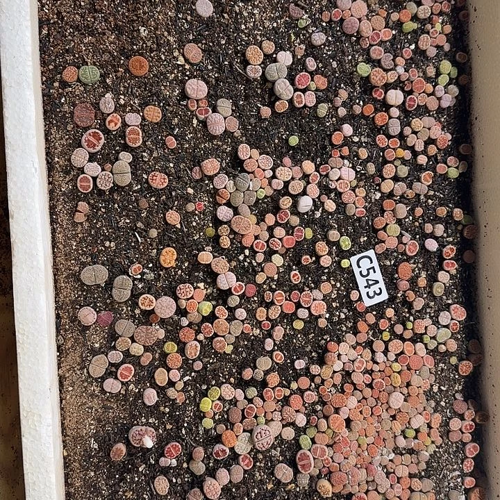 生543石花整框脱土发货不售后