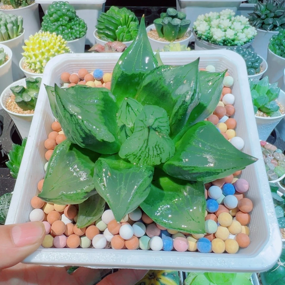 福利、裹般若多肉88899