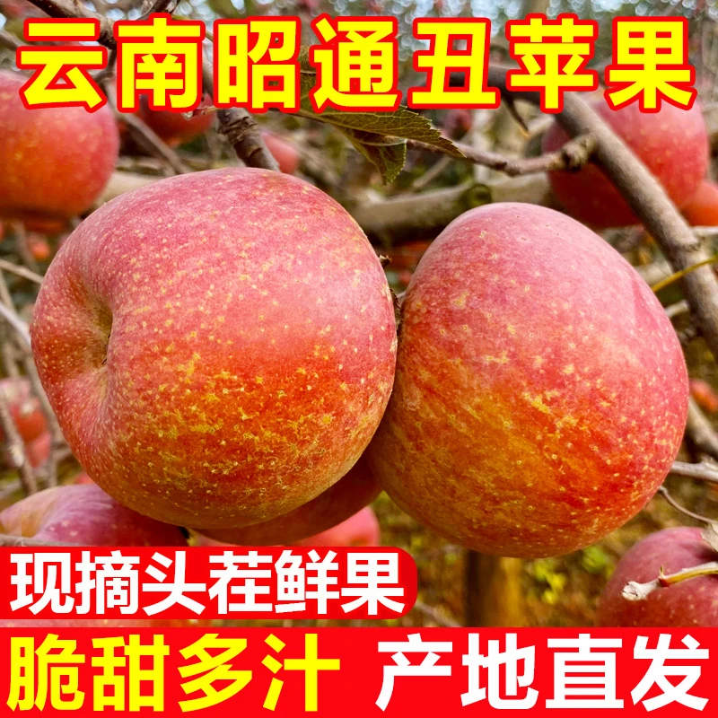 云南昭通丑苹果当季水果冰糖心苹果新鲜整箱脆甜2/5斤红富士现货