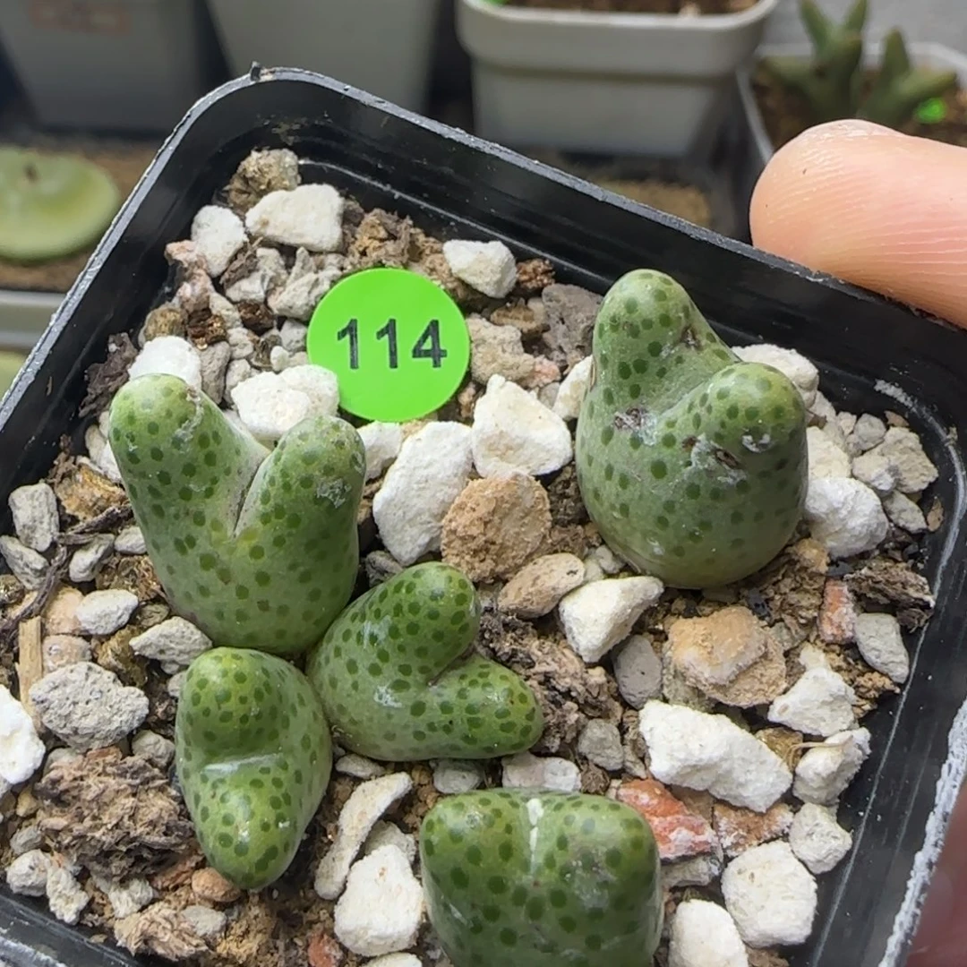 一盆1161弹弓斑马多肉114