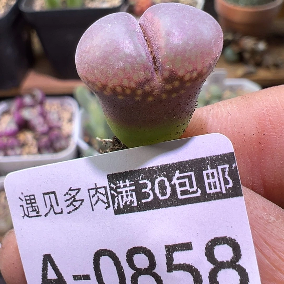多肉植物111111111111