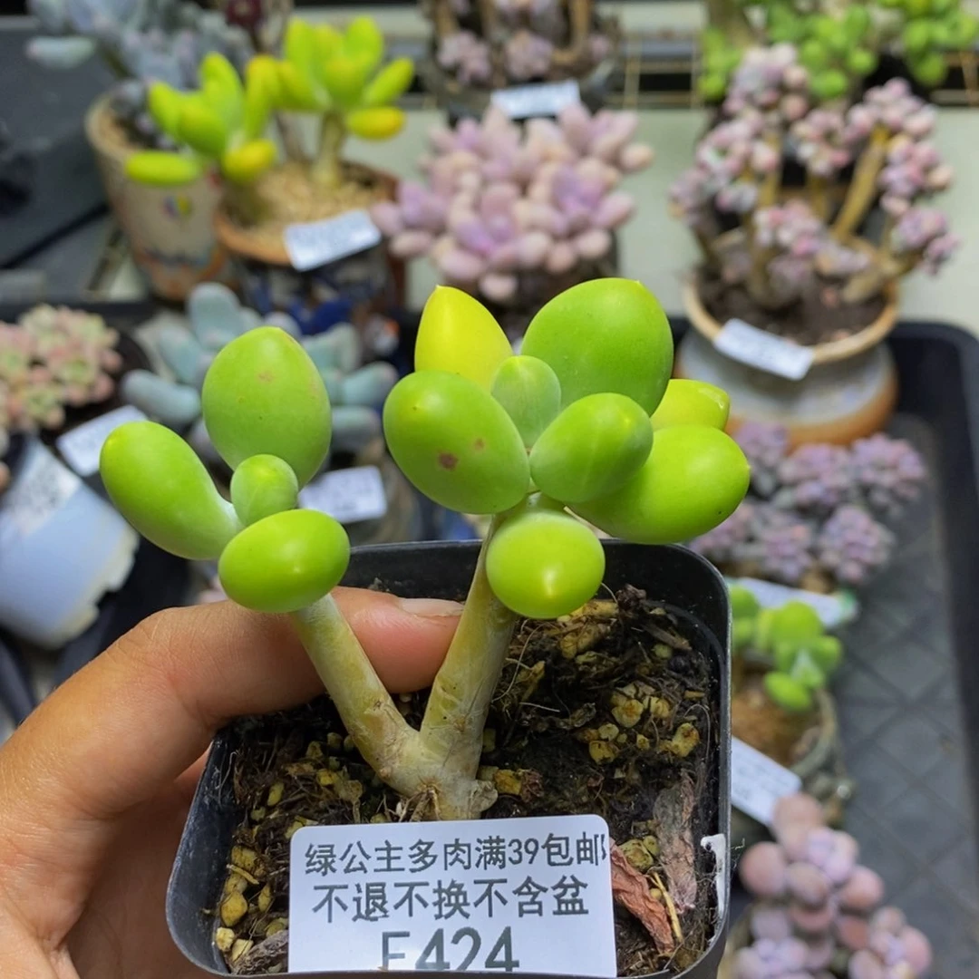 424金蟾芒果奶多肉5c m