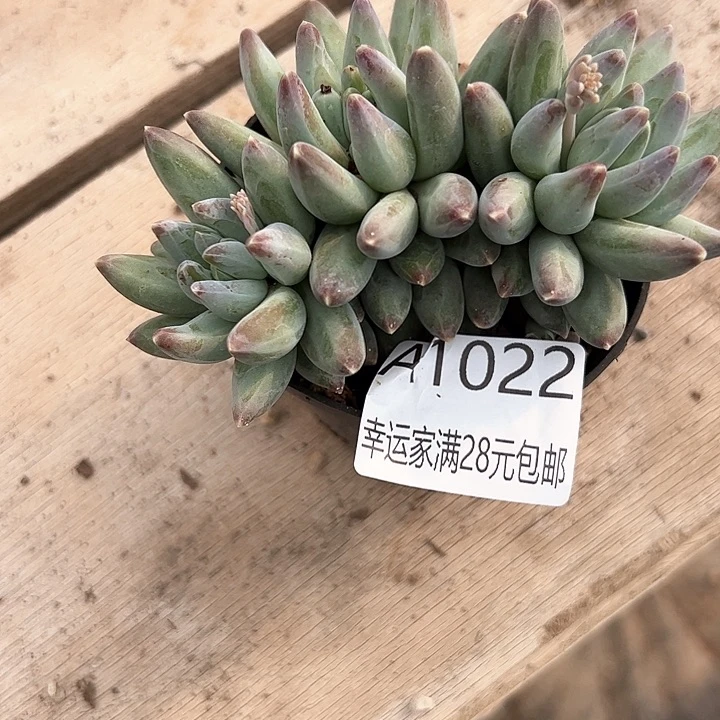 〆****o幸运的是我的朋友们都