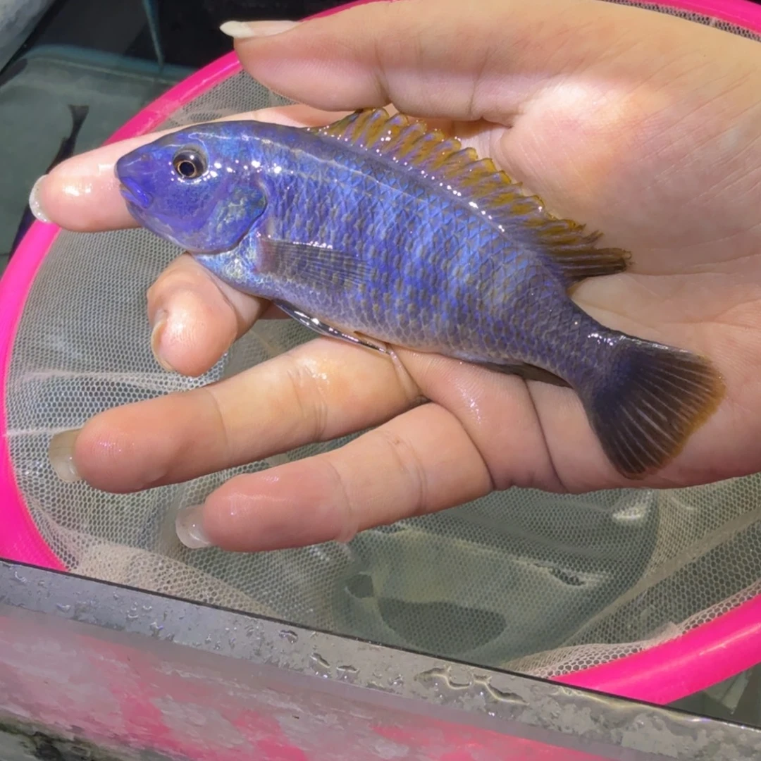 风***吹慈鲷鱼66号米坦德勾鼻颜色差