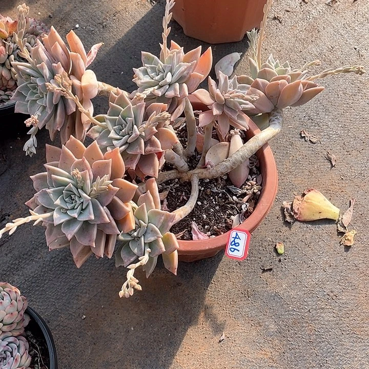 486血色黄昏 一物一拍多肉