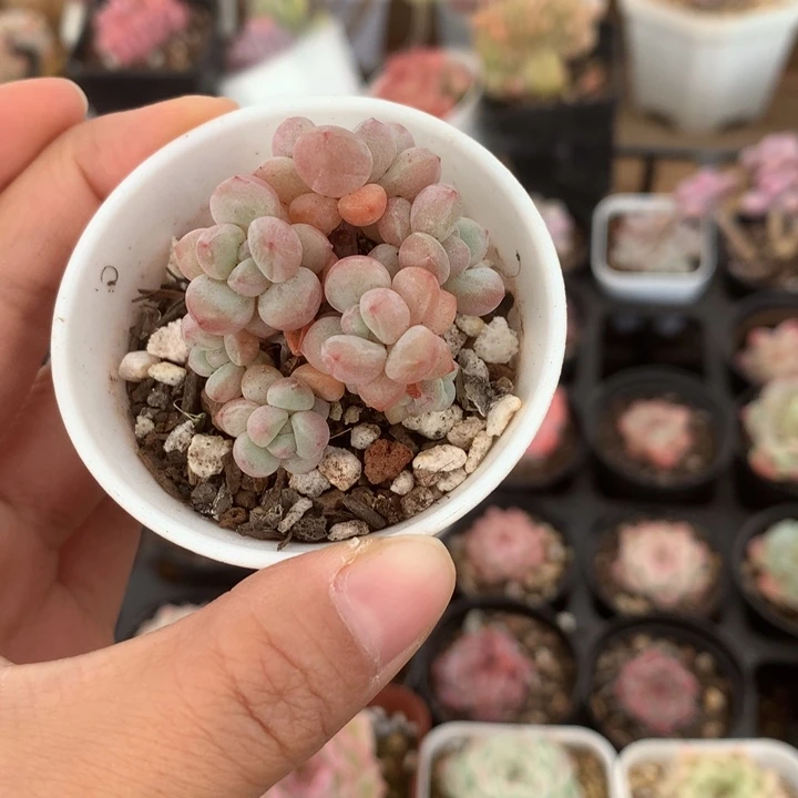 精控小泡泡糖多肉