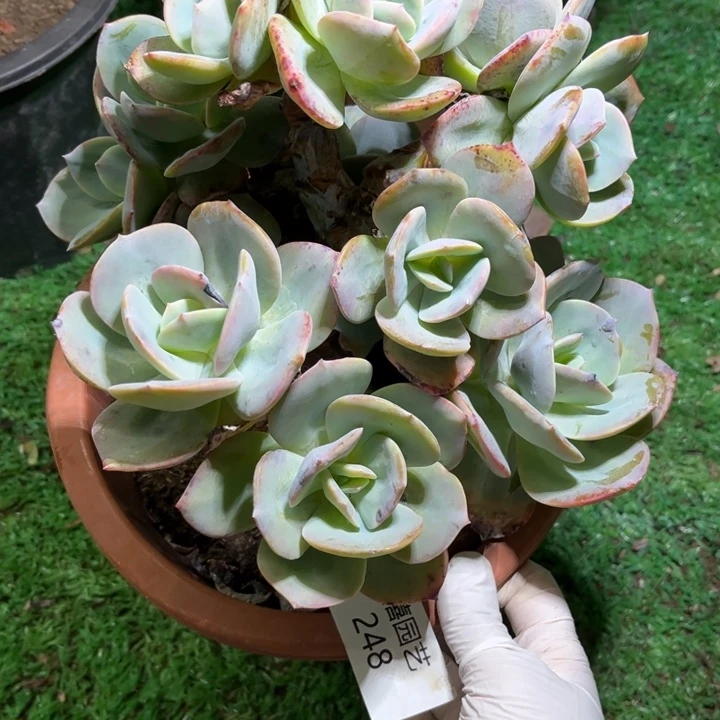 ?****?248凤群多肉植物