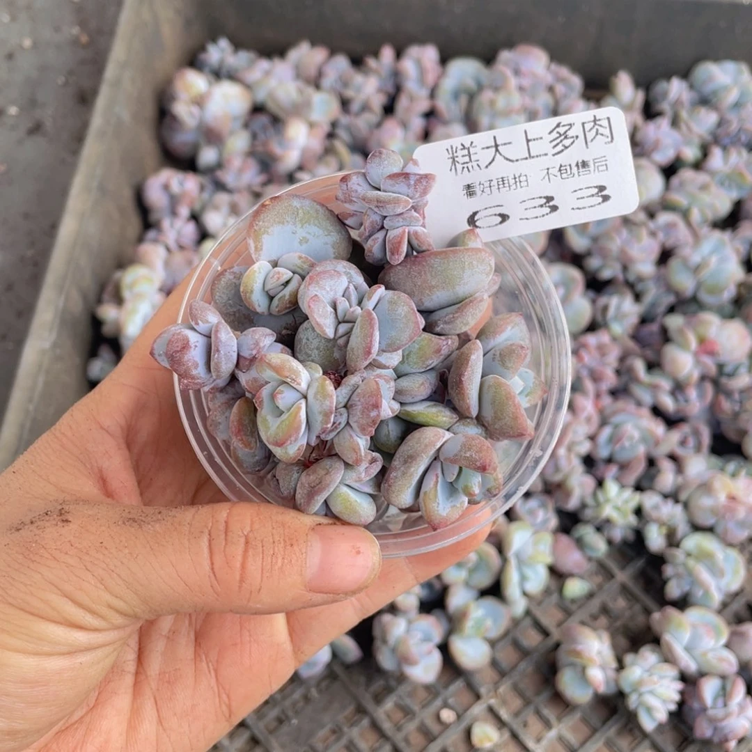 糕大上多肉植物633