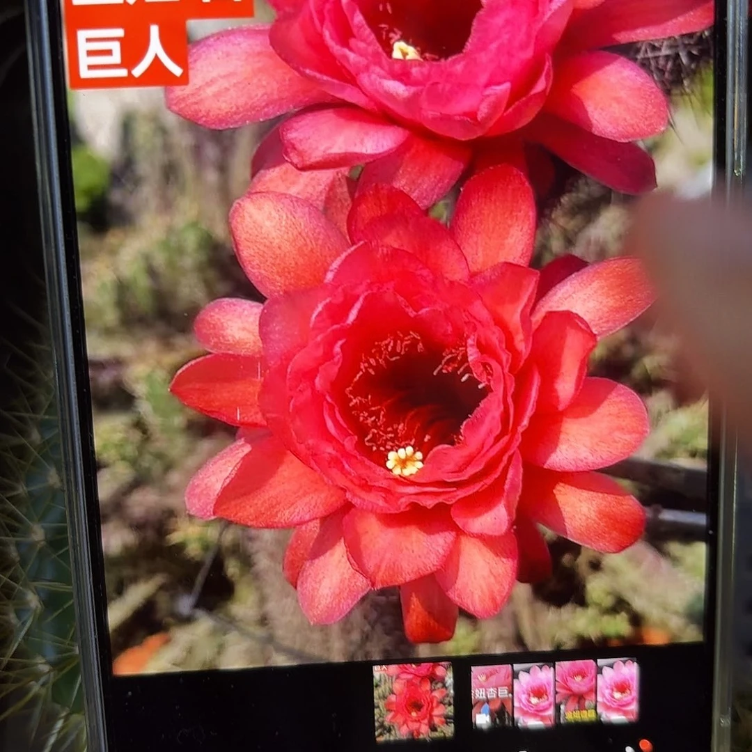 杏巨人金妞侧牙20包邮仙人球44