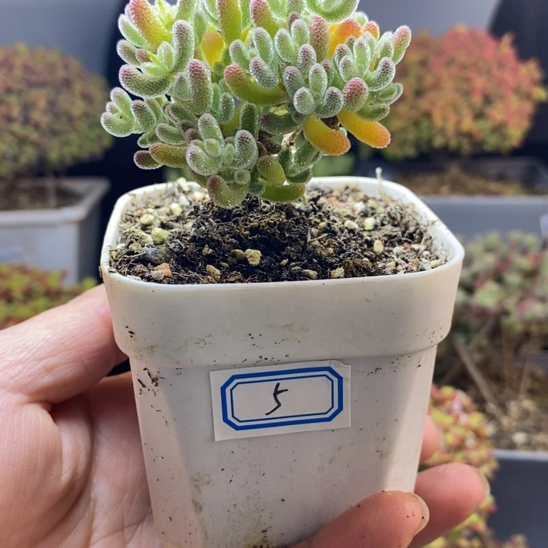 完全开放5号冰晶枝干